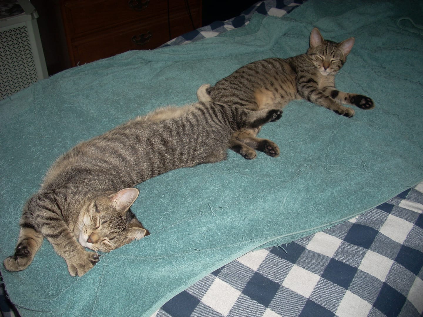 Customer photo review of Cat Mange Treatment | Sarcoptic, Demodectic & Ear Mites