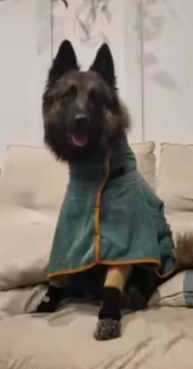 Customer photo review of Anti-Slip Dog Socks for Slippery Floors