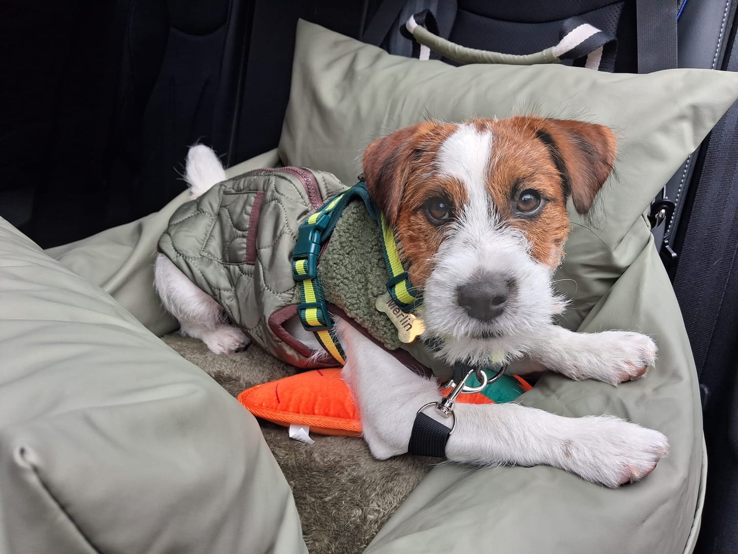 Customer photo review of Dog Dock V2 New & Improved ISO Fix