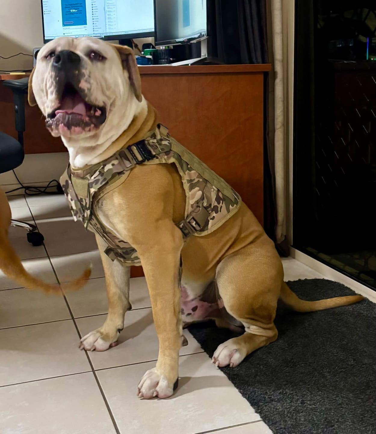 Customer photo review of STRIKER™ Military-Grade Tactical No-Pull Harness V4