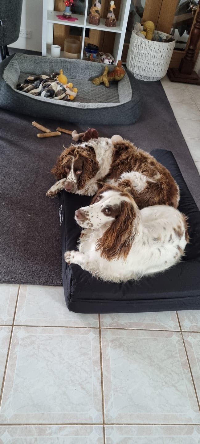 Customer photo review of Kangaroo Dog Crate Mat