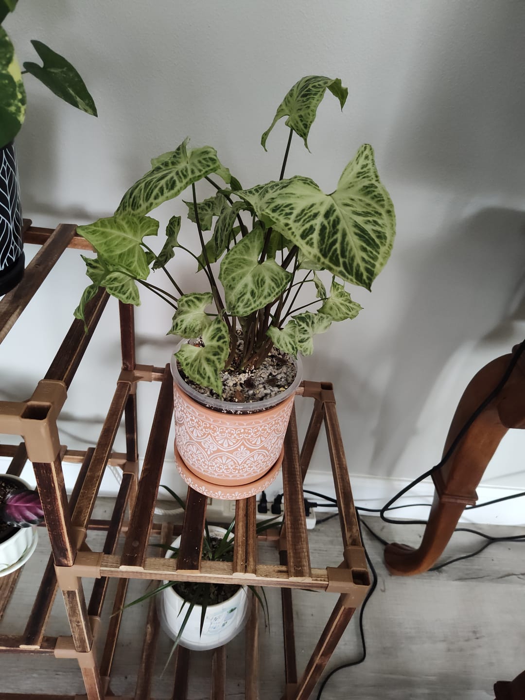 Customer photo review of Syngonium podophyllum 'Batik'