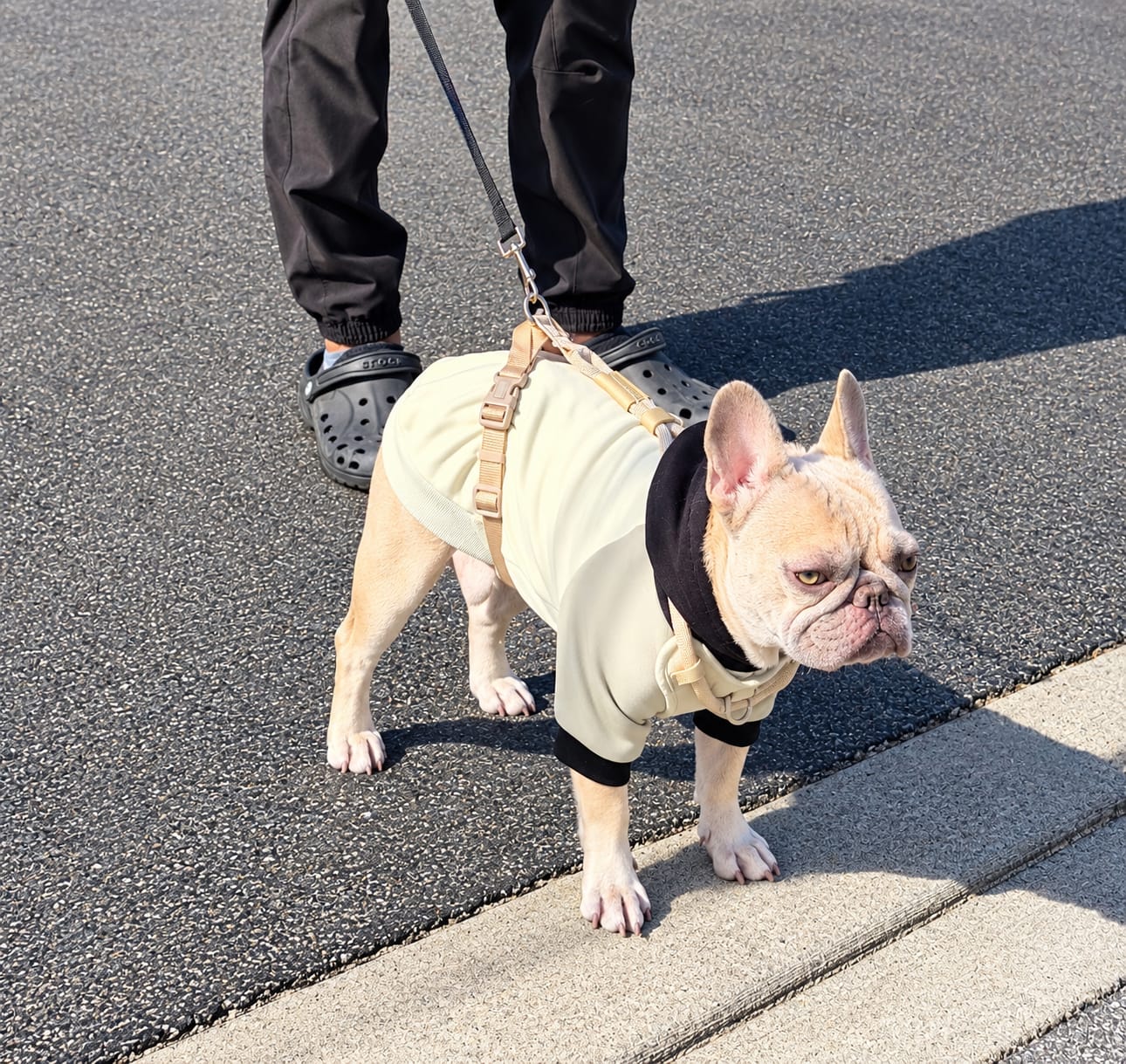 Customer photo review of Olive Cream Dog Hoodie
