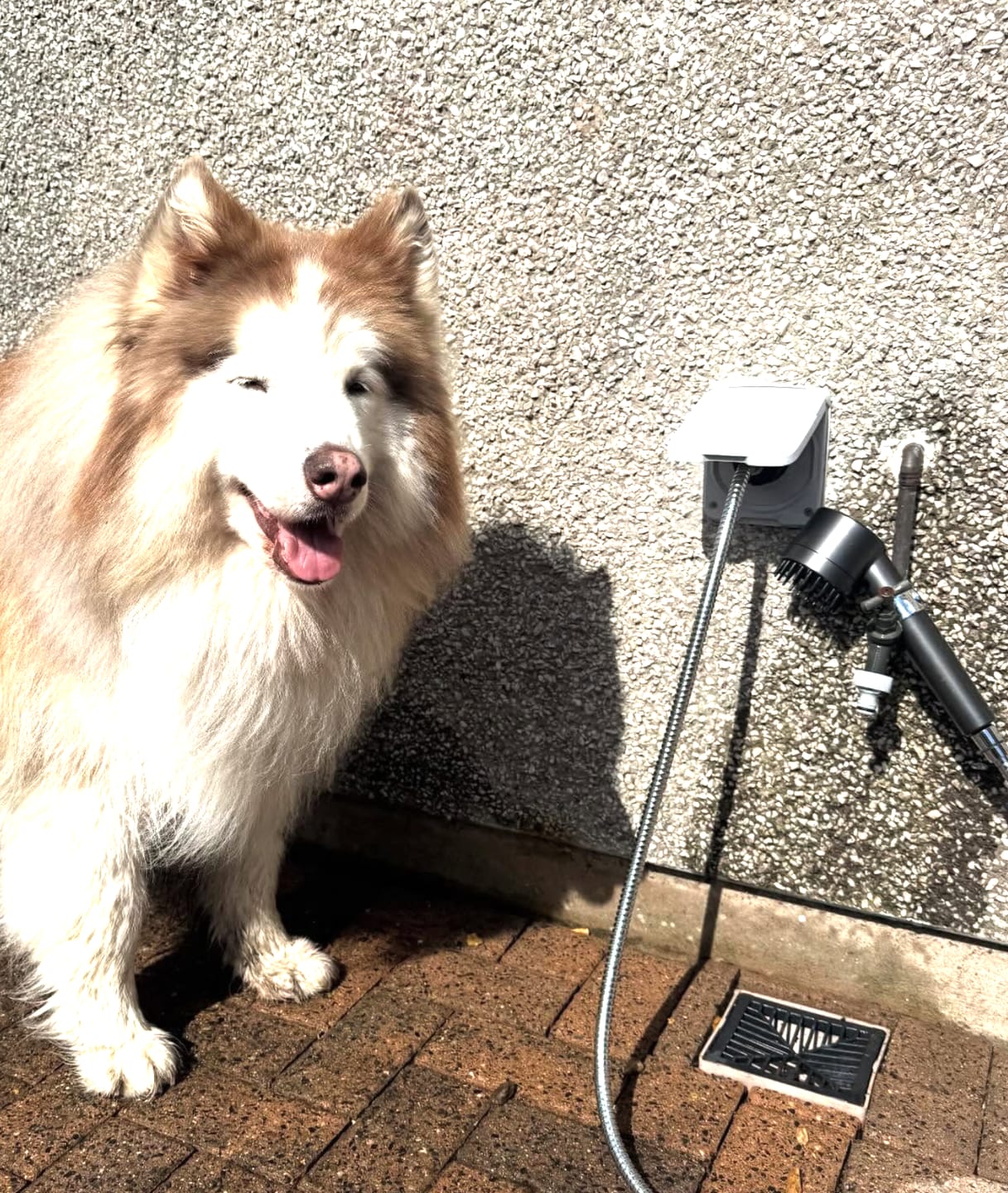 Customer photo review of PetJet Hot Outdoor Mixer Dog Shower®