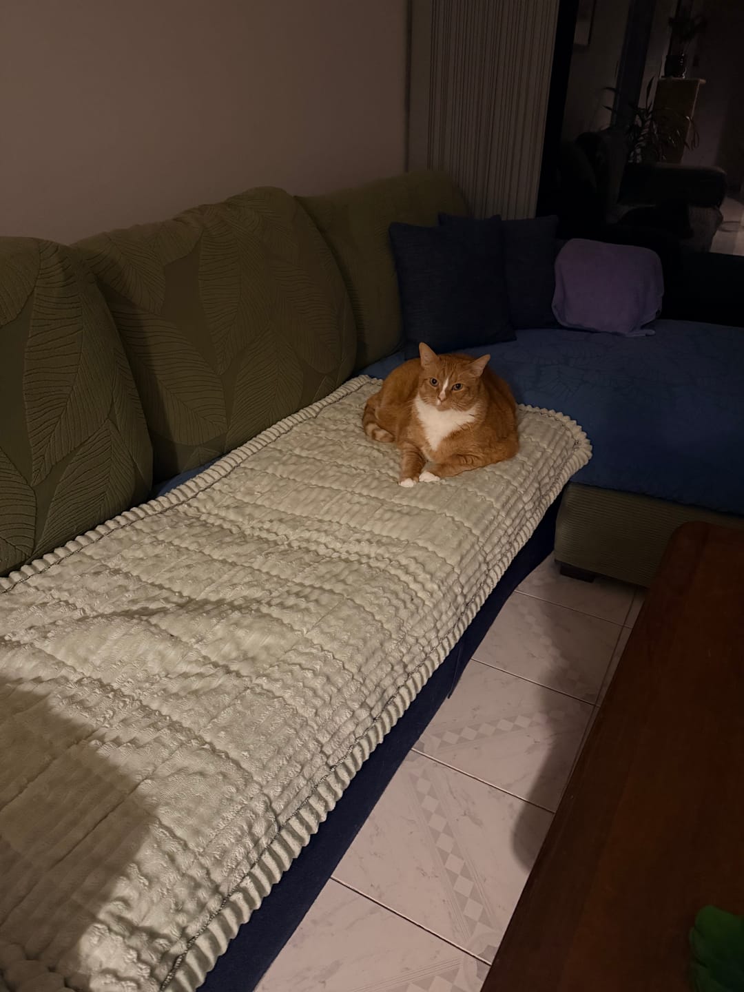 Customer photo review of Cosy Couch - Couch Cover