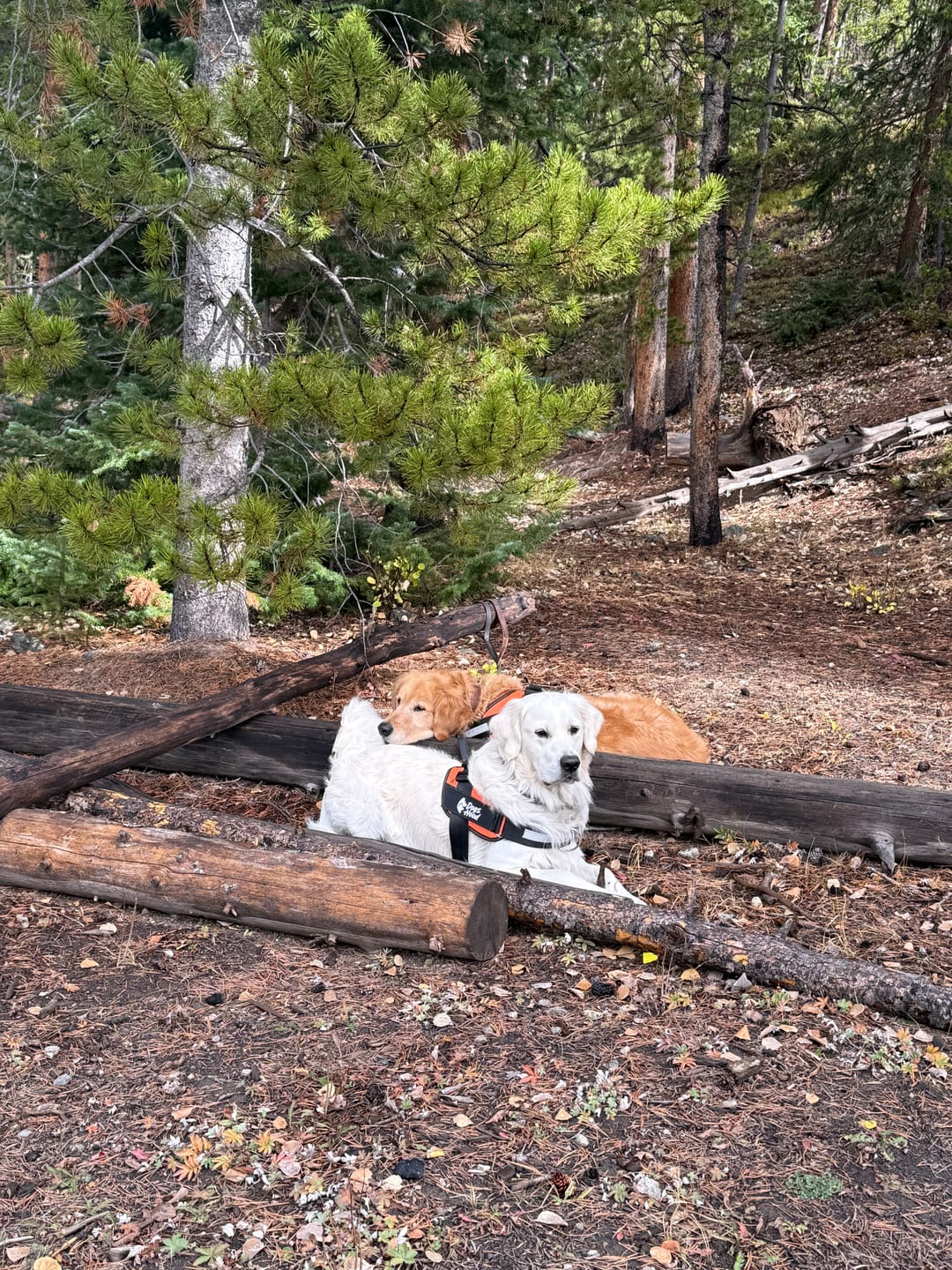 Customer photo review of Dogshood ™ No Pull Harness