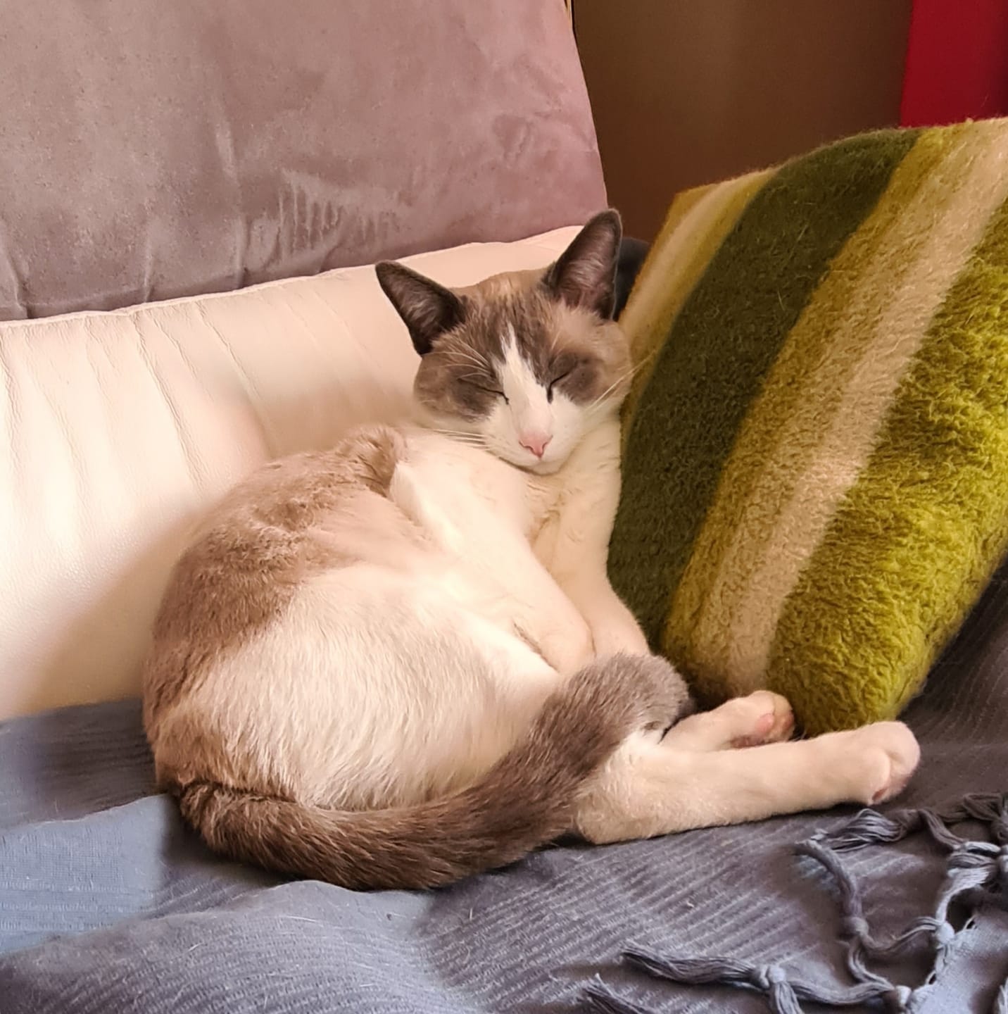 Customer photo review of Pâtée Saumon & Légumes (x16) - Chat