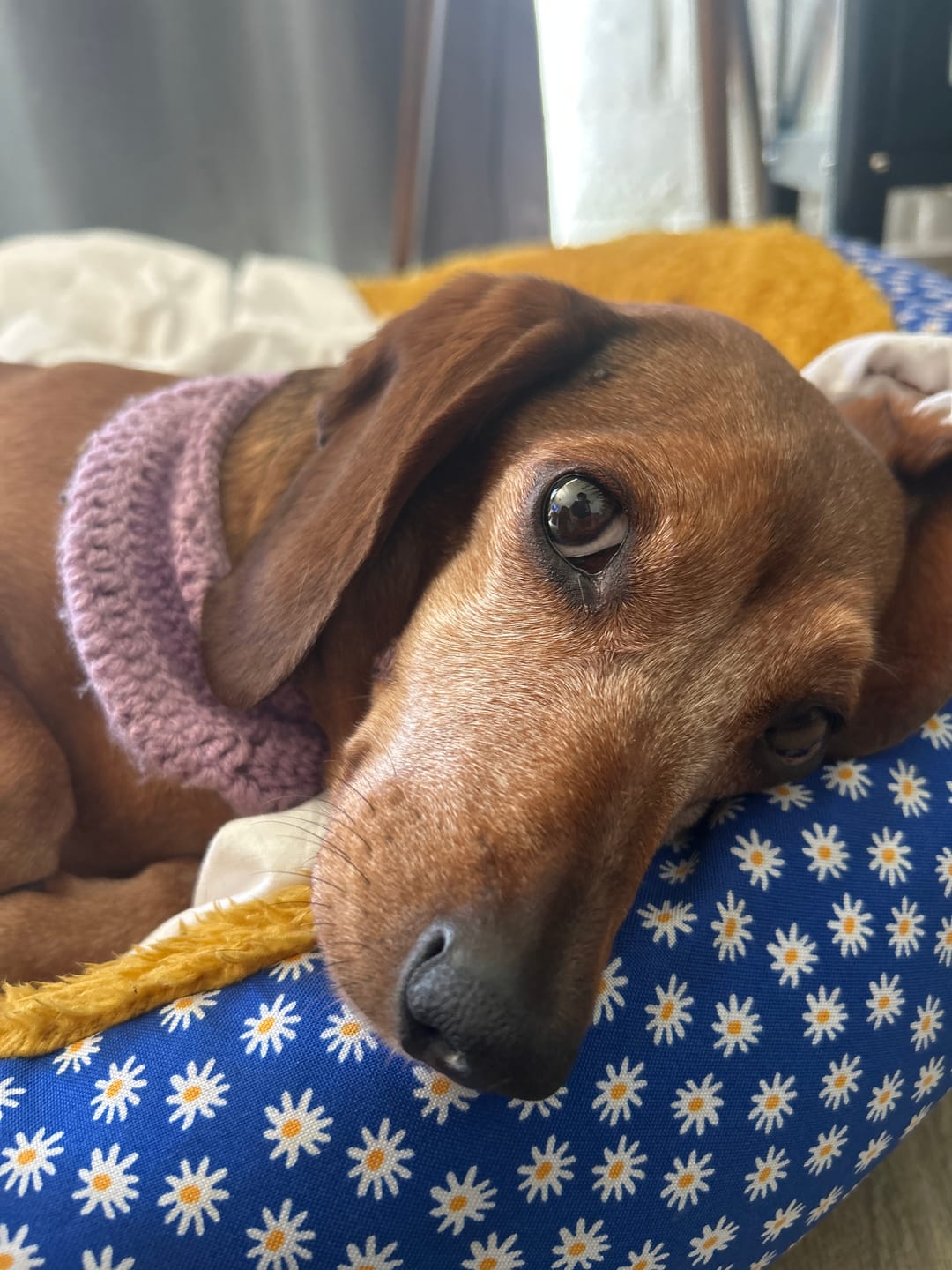 Customer photo review of Vaso Medidor PetFamily