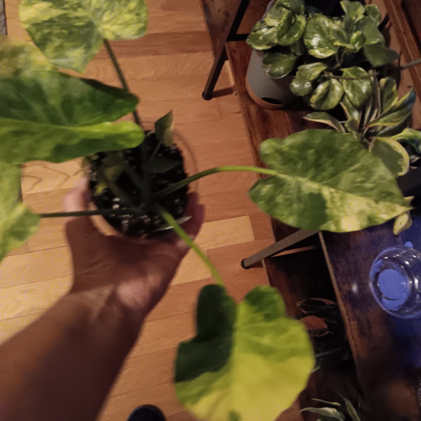 Customer photo review of Alocasia odora aurea variegated