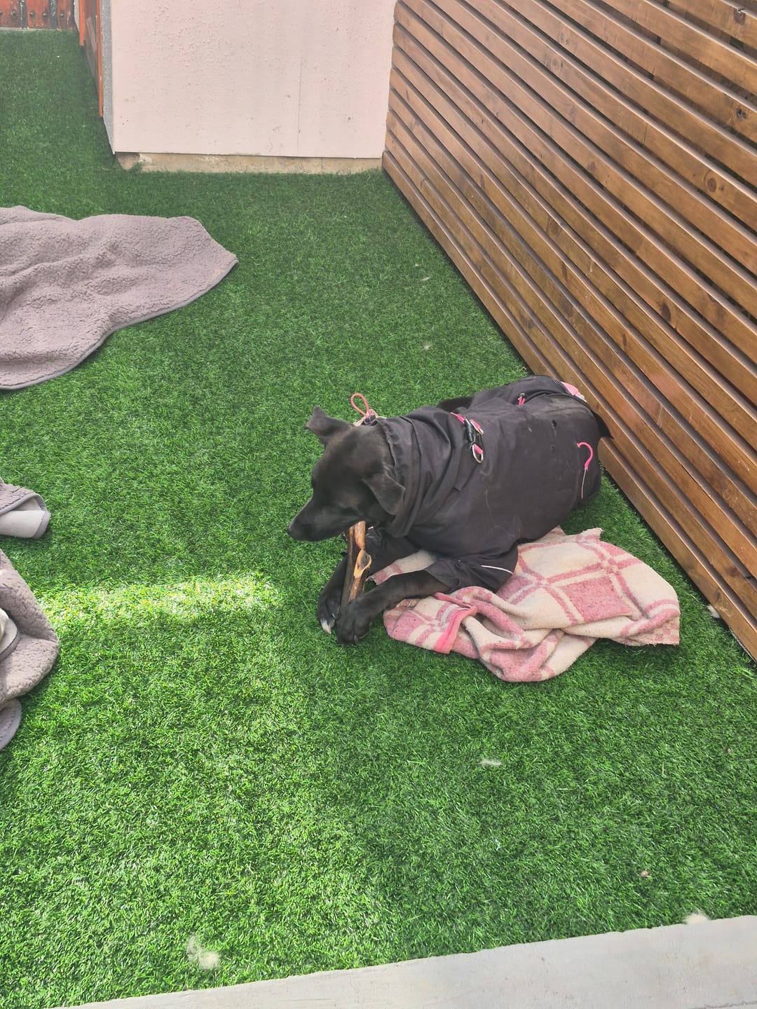 Customer photo review of Asta de ciervo para perros - Regular: Para mordedores profesionales
