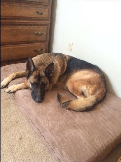 Customer photo review of 7" Orthopedic Memory Foam Dog Bed Sleek Edition | Big Barker