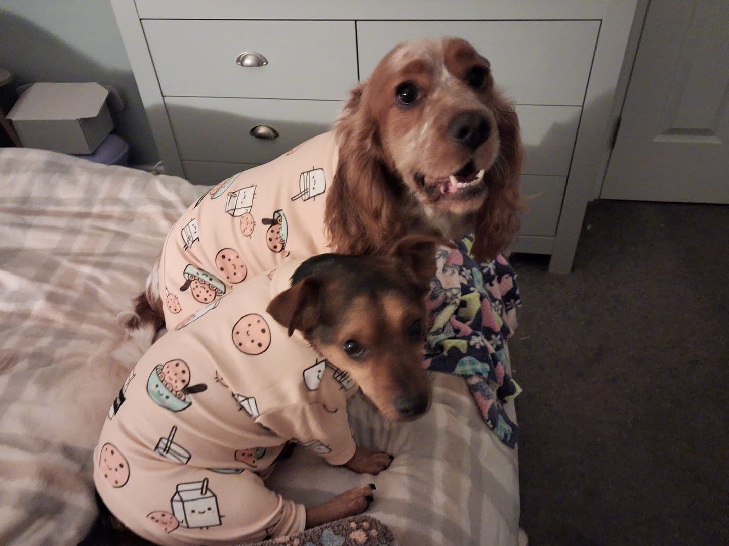 Customer photo review of Dog Pajama - Cookies and Milk
