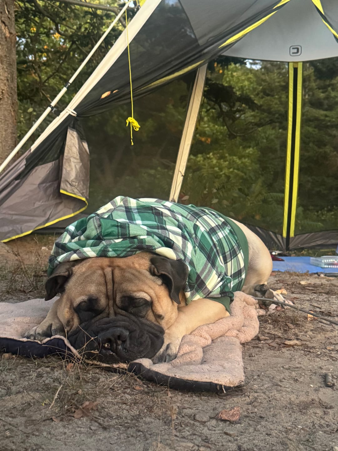 Customer photo review of Green Plaid Dog Hoodie