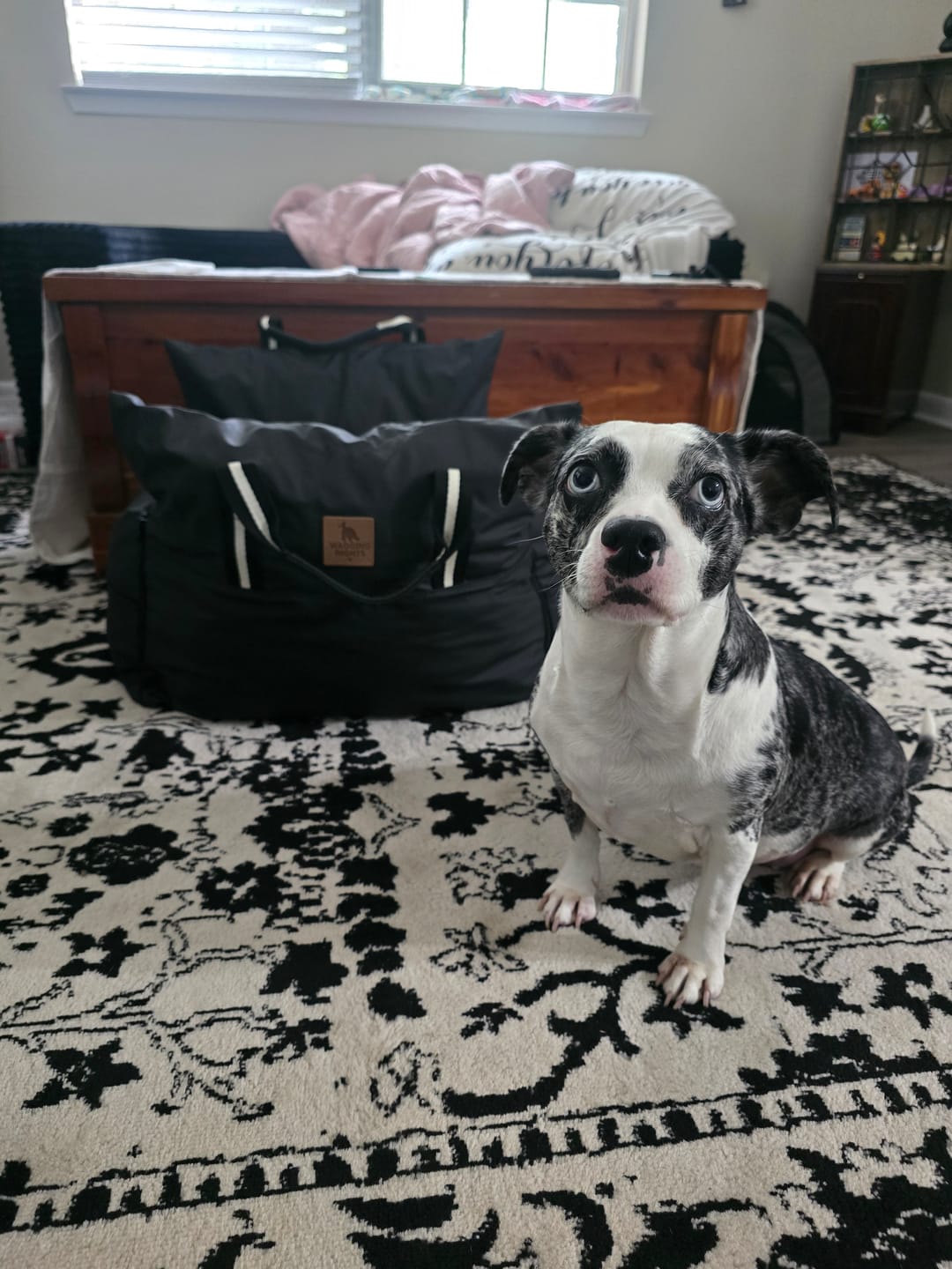 Customer photo review of Dog Dock V2 New With Latch Anchors PRE ORDER