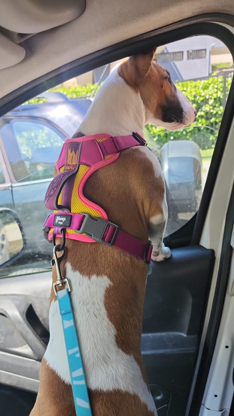 Customer photo review of Arnés para perros Puelo — Astromelia