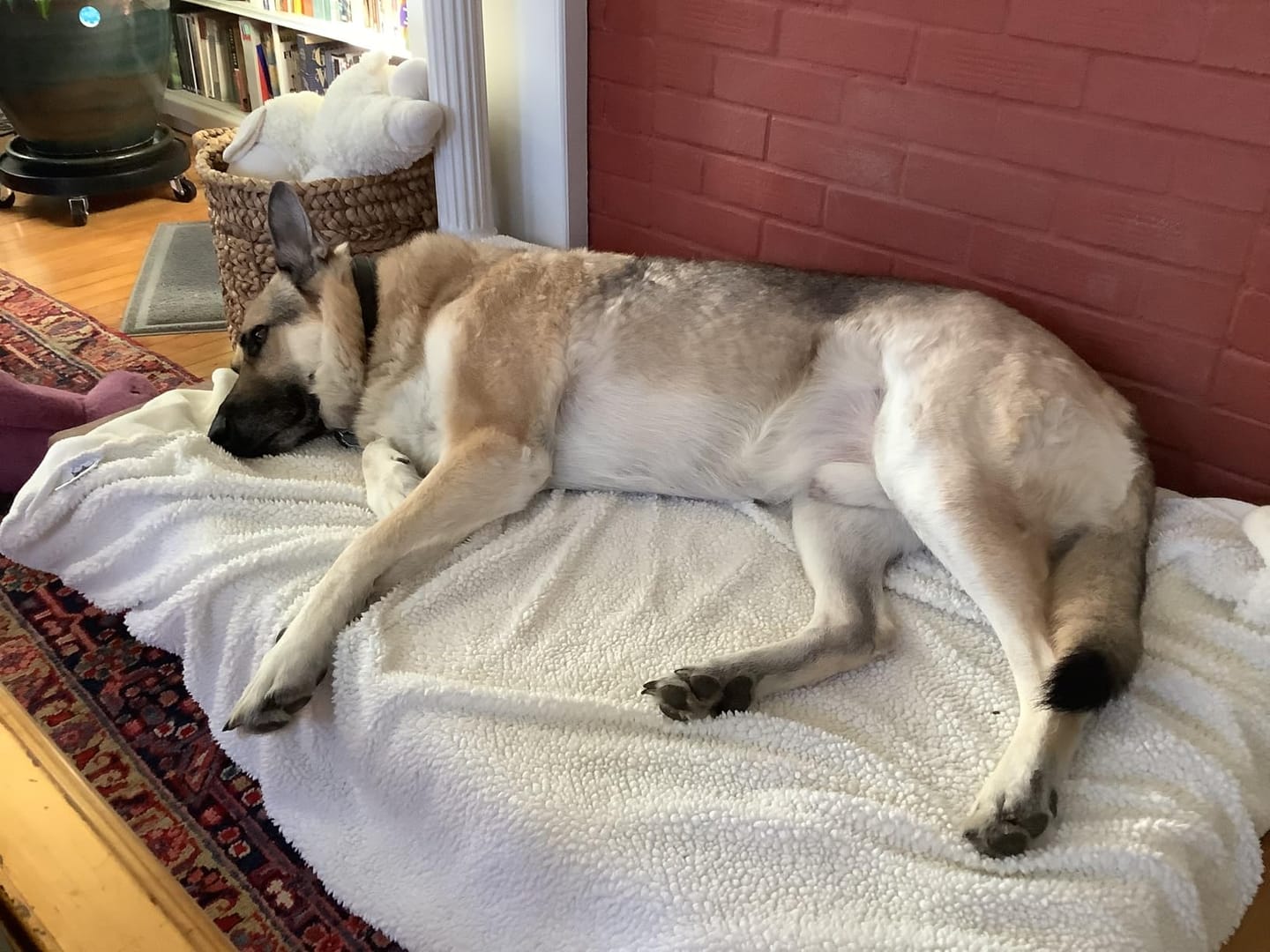 Customer photo review of 7" Orthopedic Memory Foam Dog Bed Sleek Edition | Big Barker