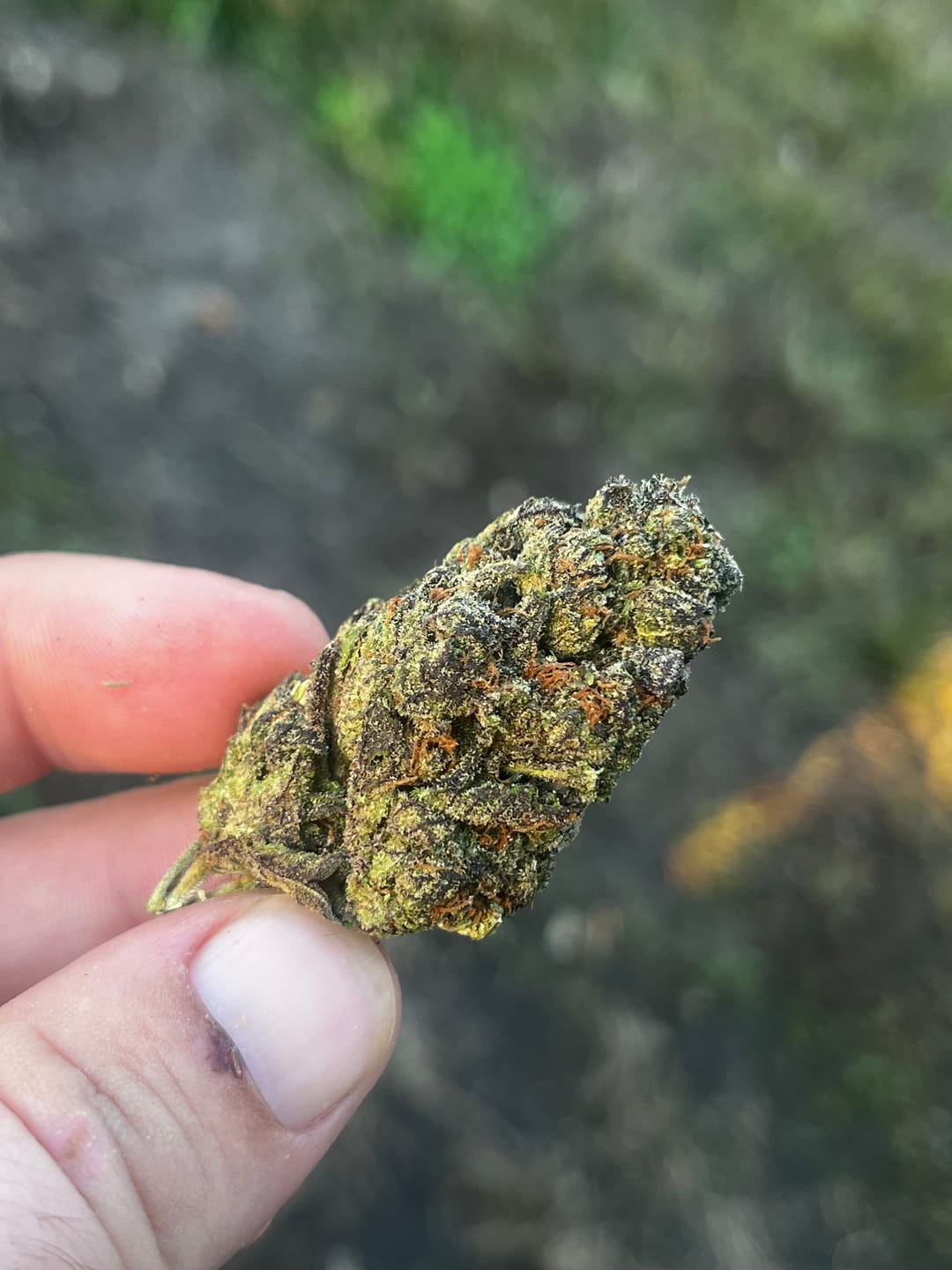 Customer photo review of La Kush Cake - Bulk- Indica