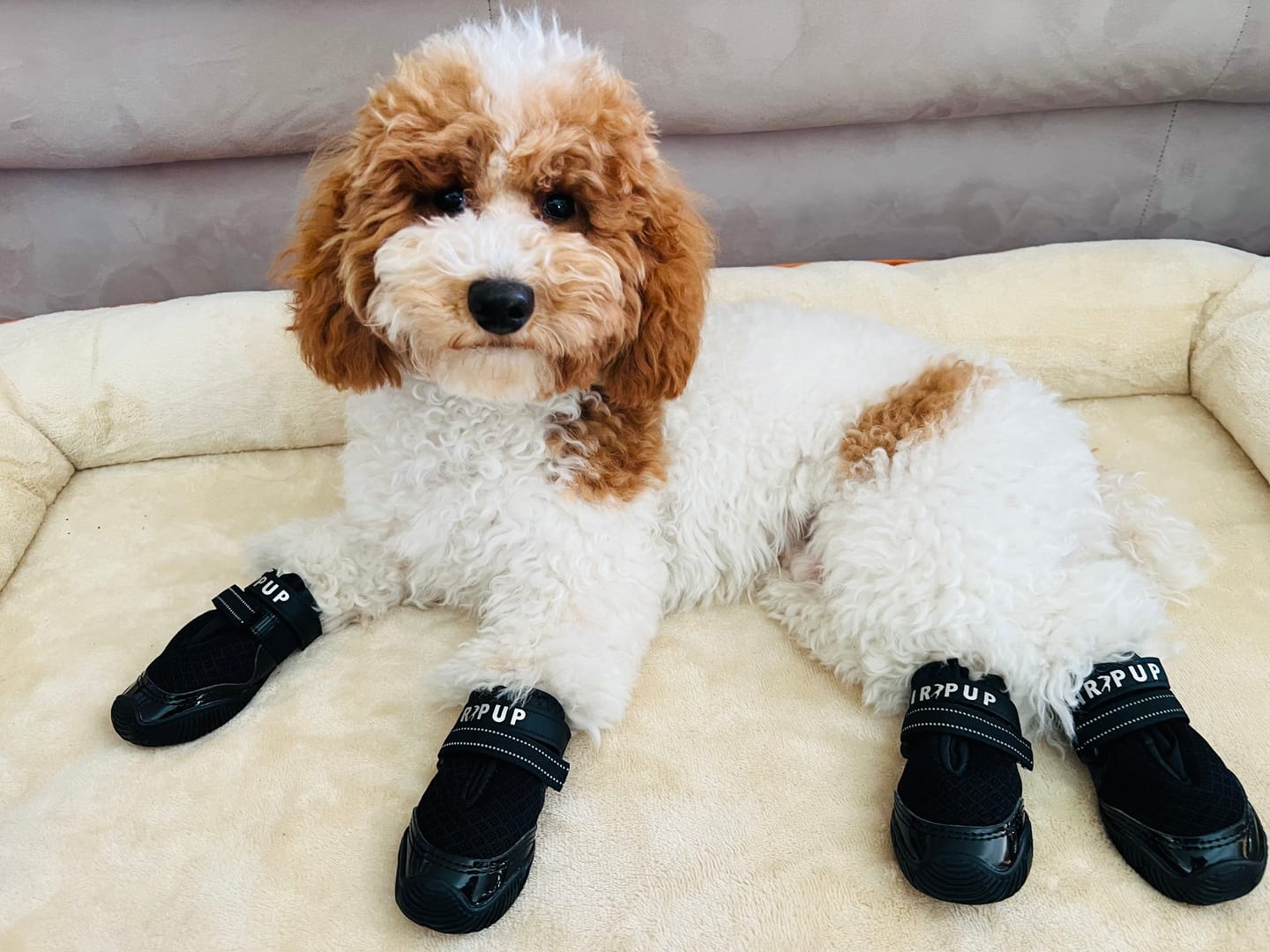 Customer photo review of AIR PUP DOG SHOES - SET OF 4
