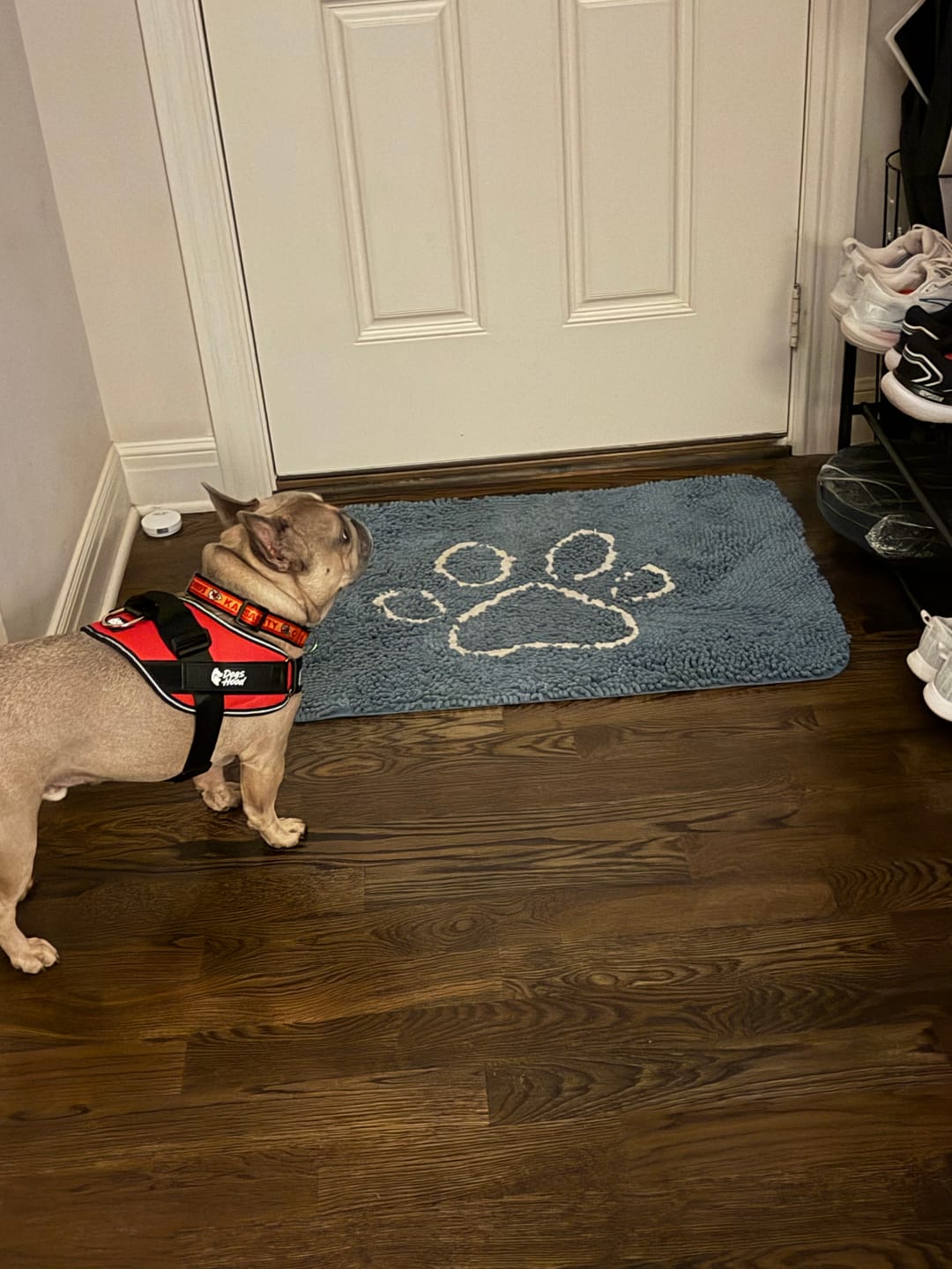 Customer photo review of Dogshood ™ No Pull Harness