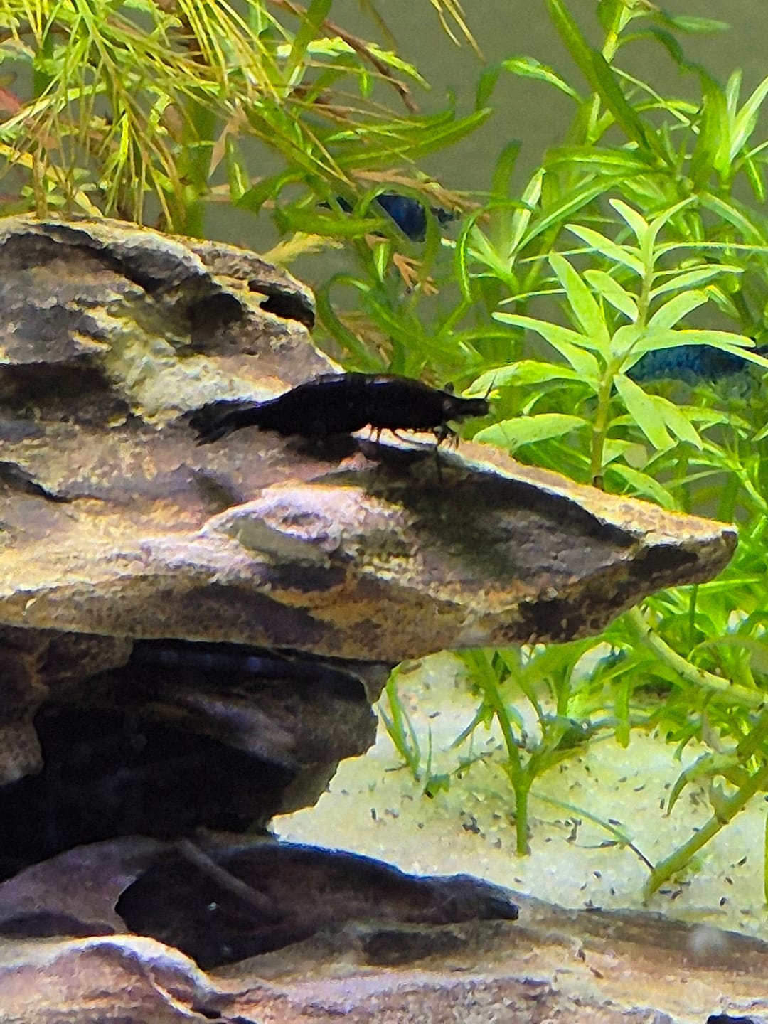 Customer photo review of Blue Dream Shrimp (Deep Blue Neocaridina)