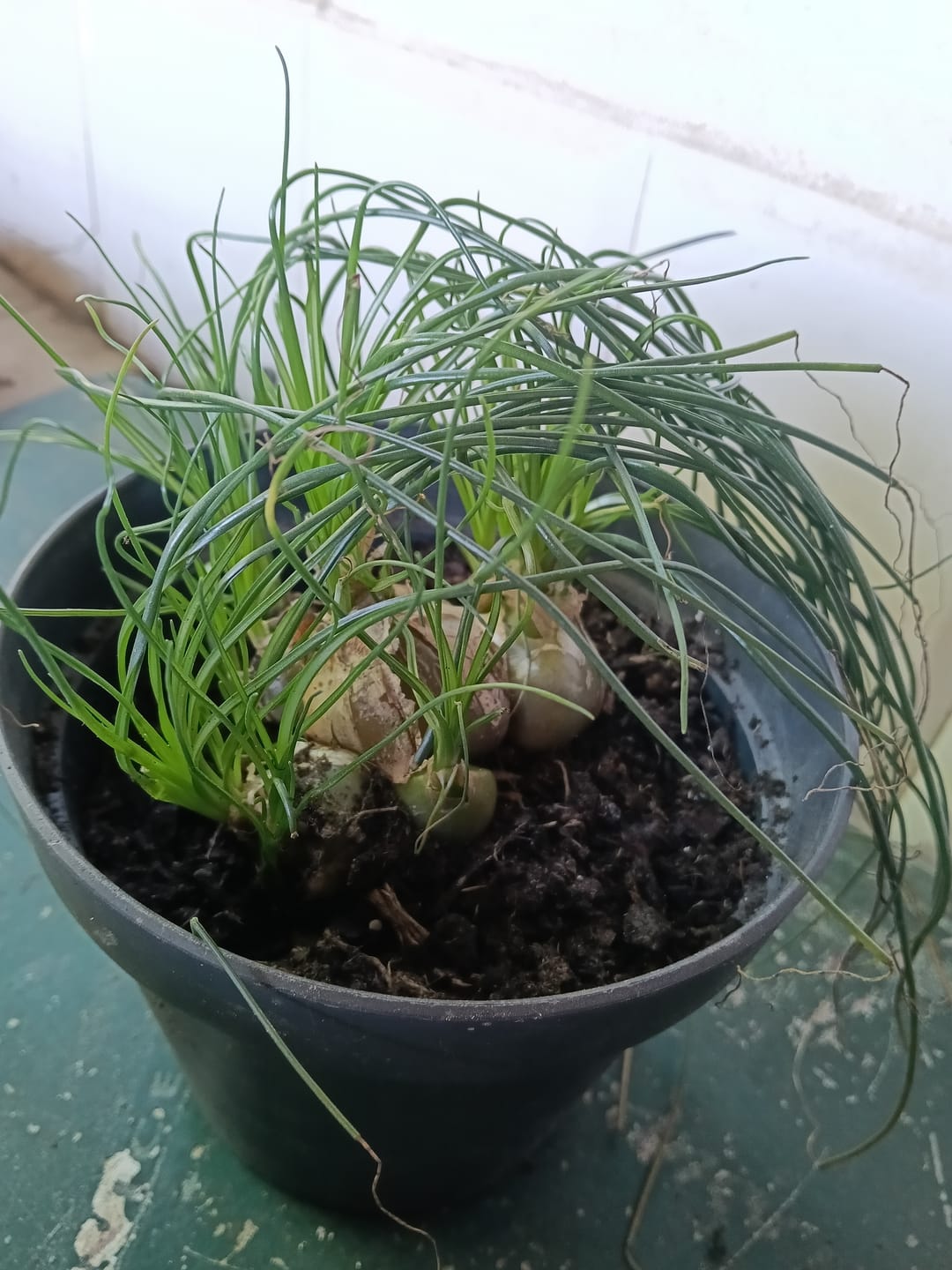 Customer photo review of Albuca humilis