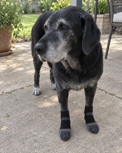 Customer photo review of Anti-Slip Dog Socks for Slippery Floors