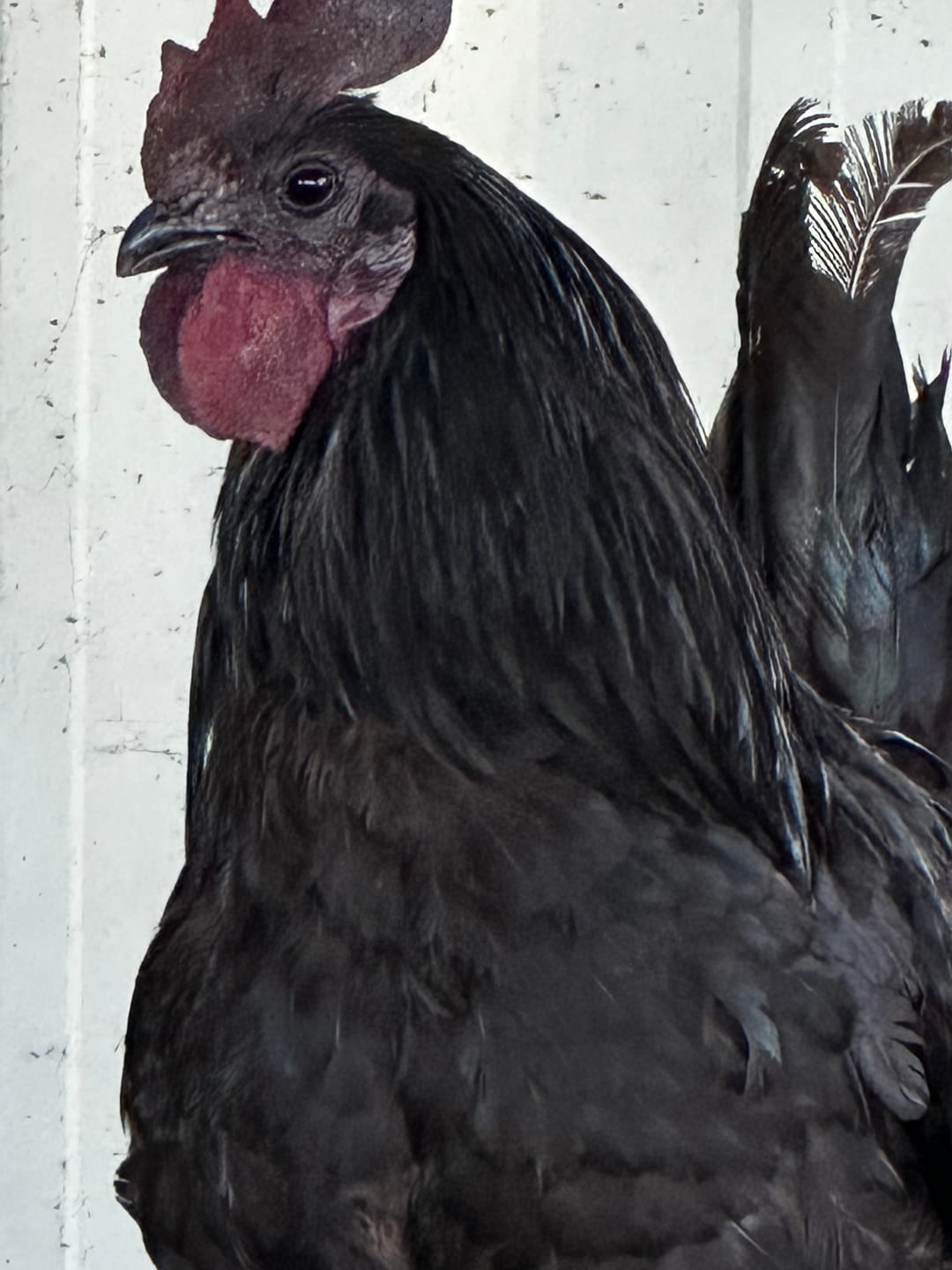Customer photo review of GrubTerra Dried Black Soldier Fly Larvae - The Safest Treat For Your Flock