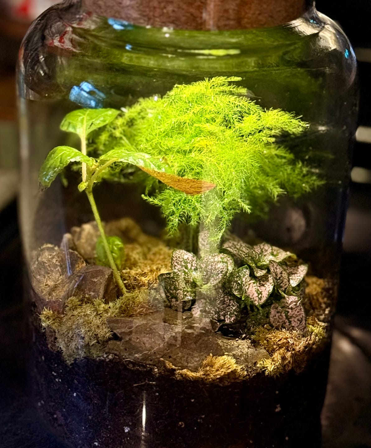 Customer photo review of Light Up Terrarium Kit