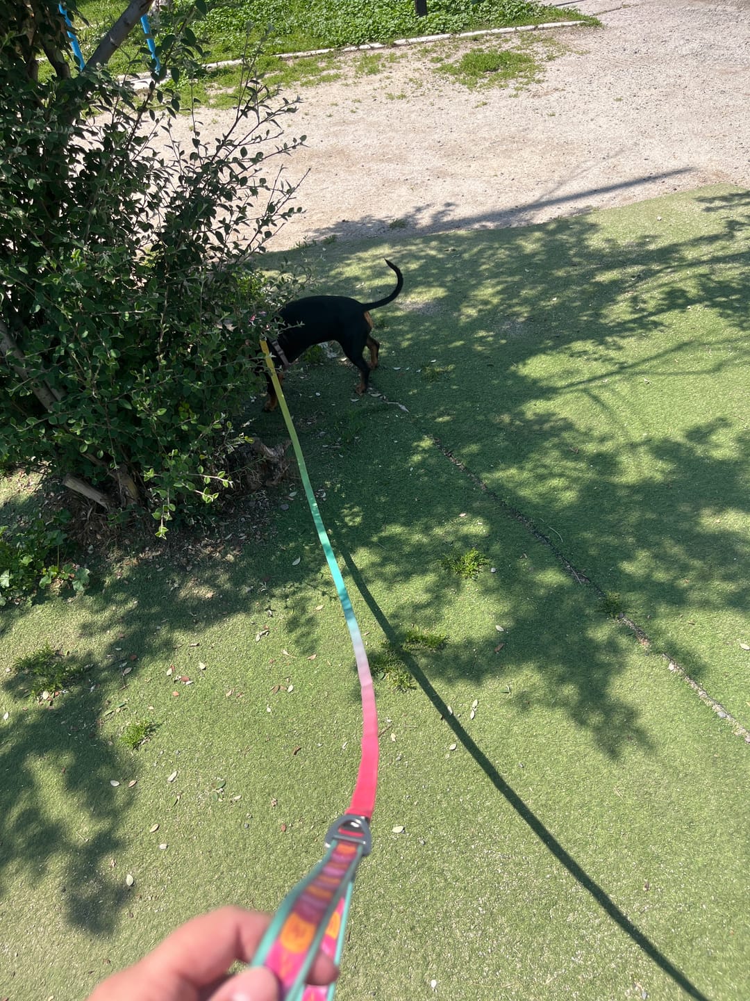 Customer photo review of Correa impermeable para perros — Astromelia