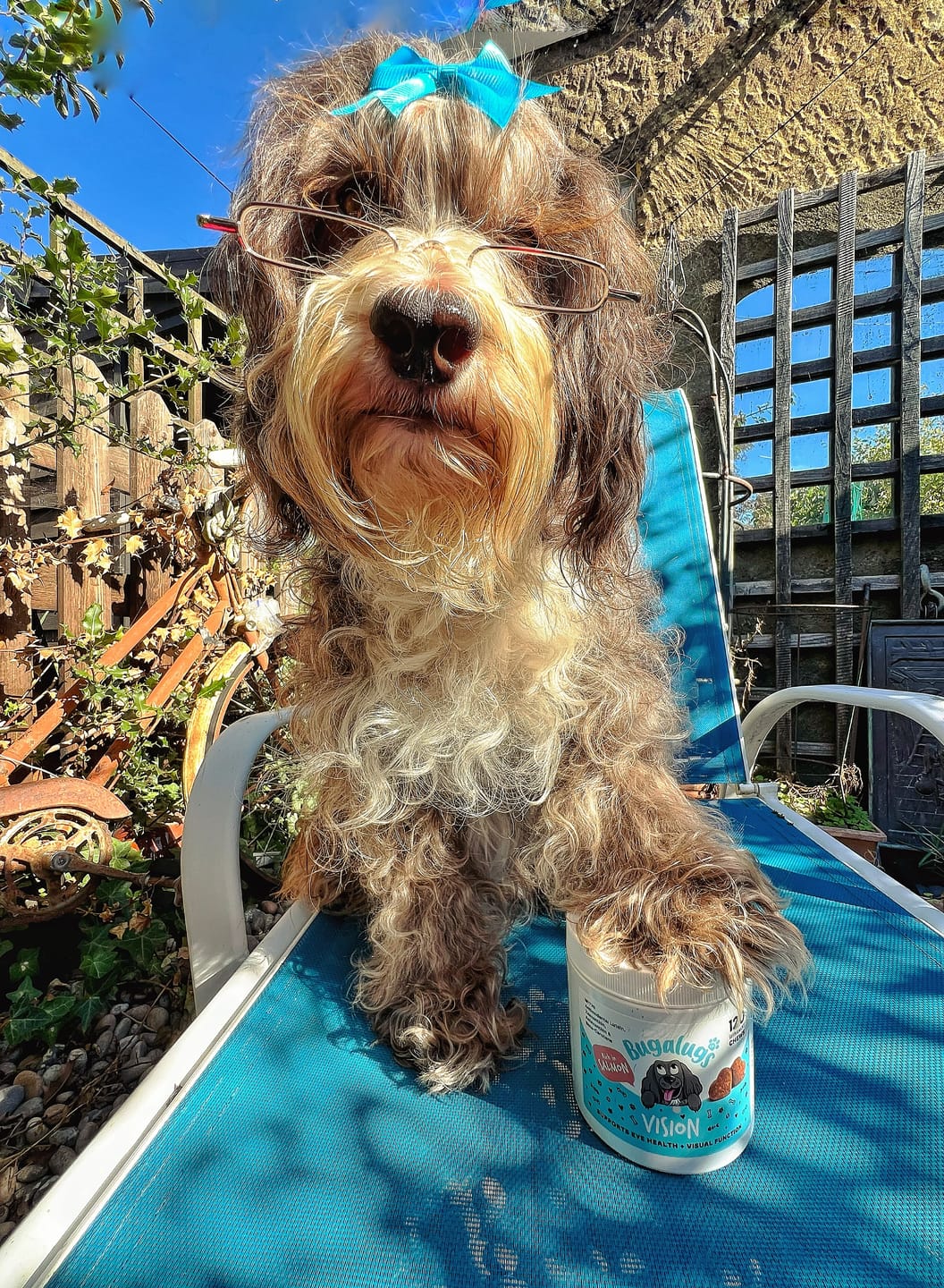 Customer photo review of Vision Supplement Chews for Dogs