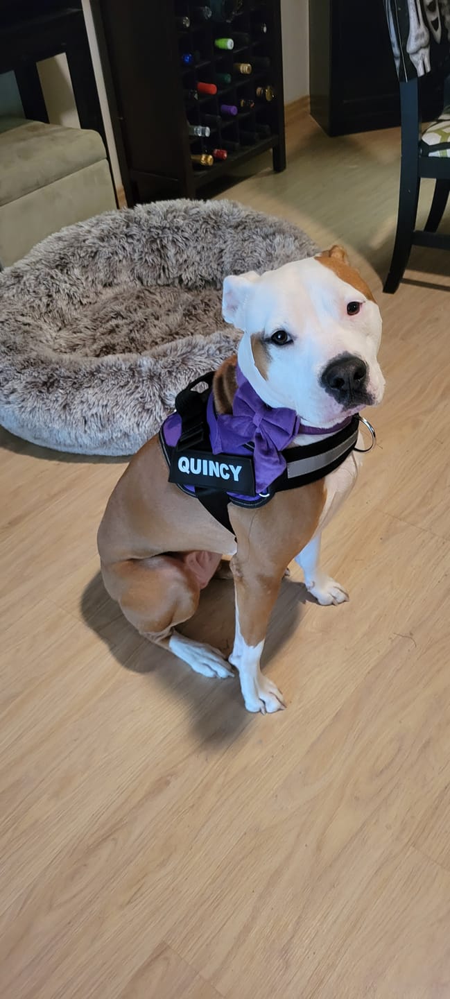 Customer photo review of Dogshood ™ No Pull Harness