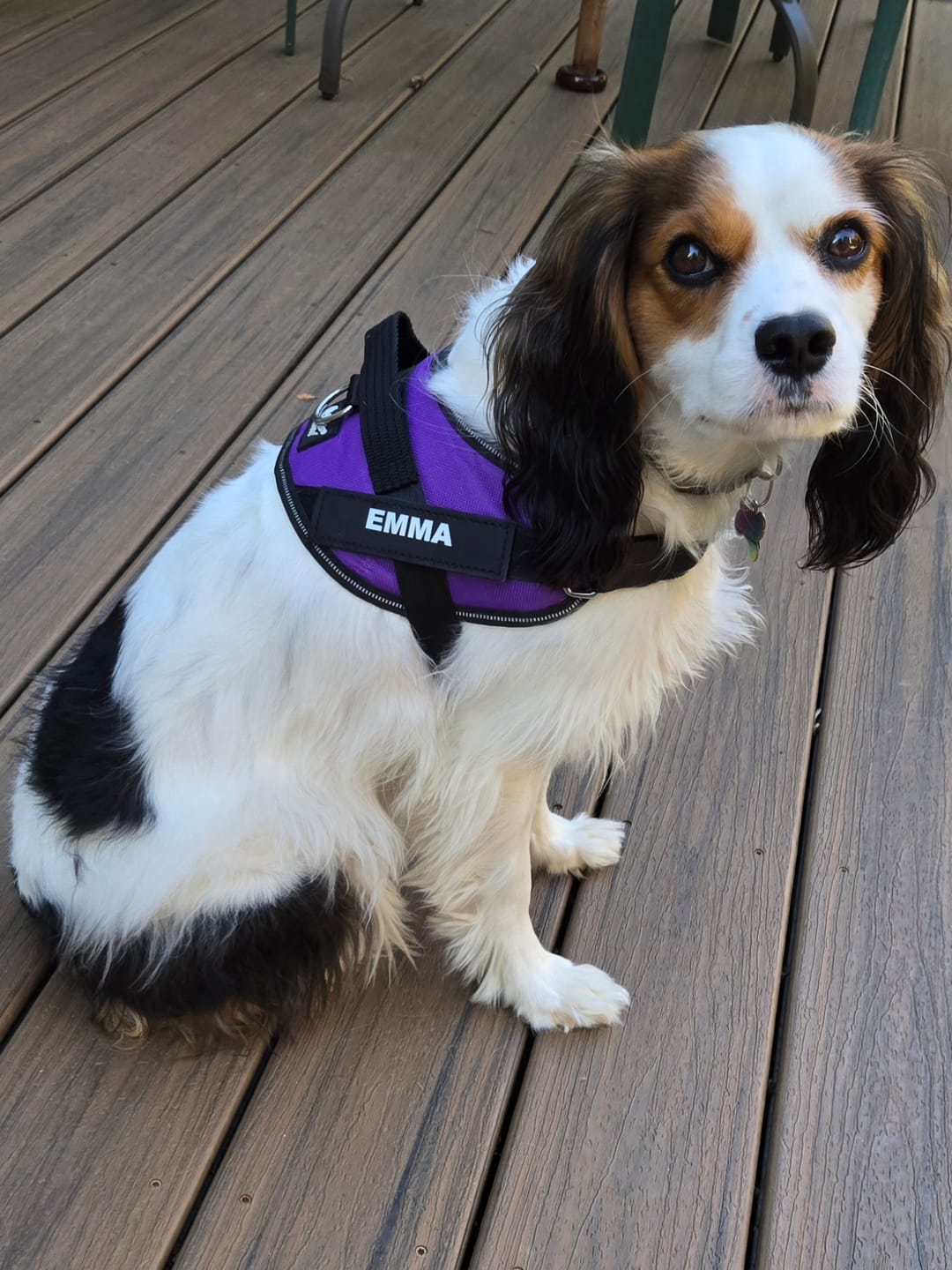 Customer photo review of Dogshood ™ No Pull Harness