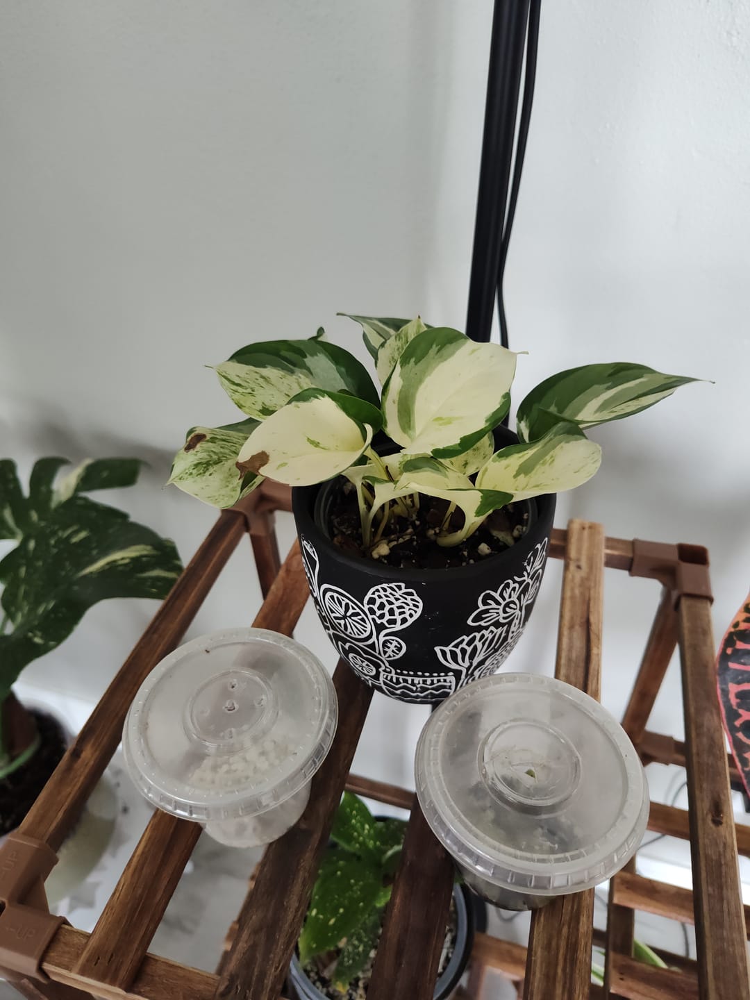 Customer photo review of Pothos Epipremnum aureum 'Manjula'