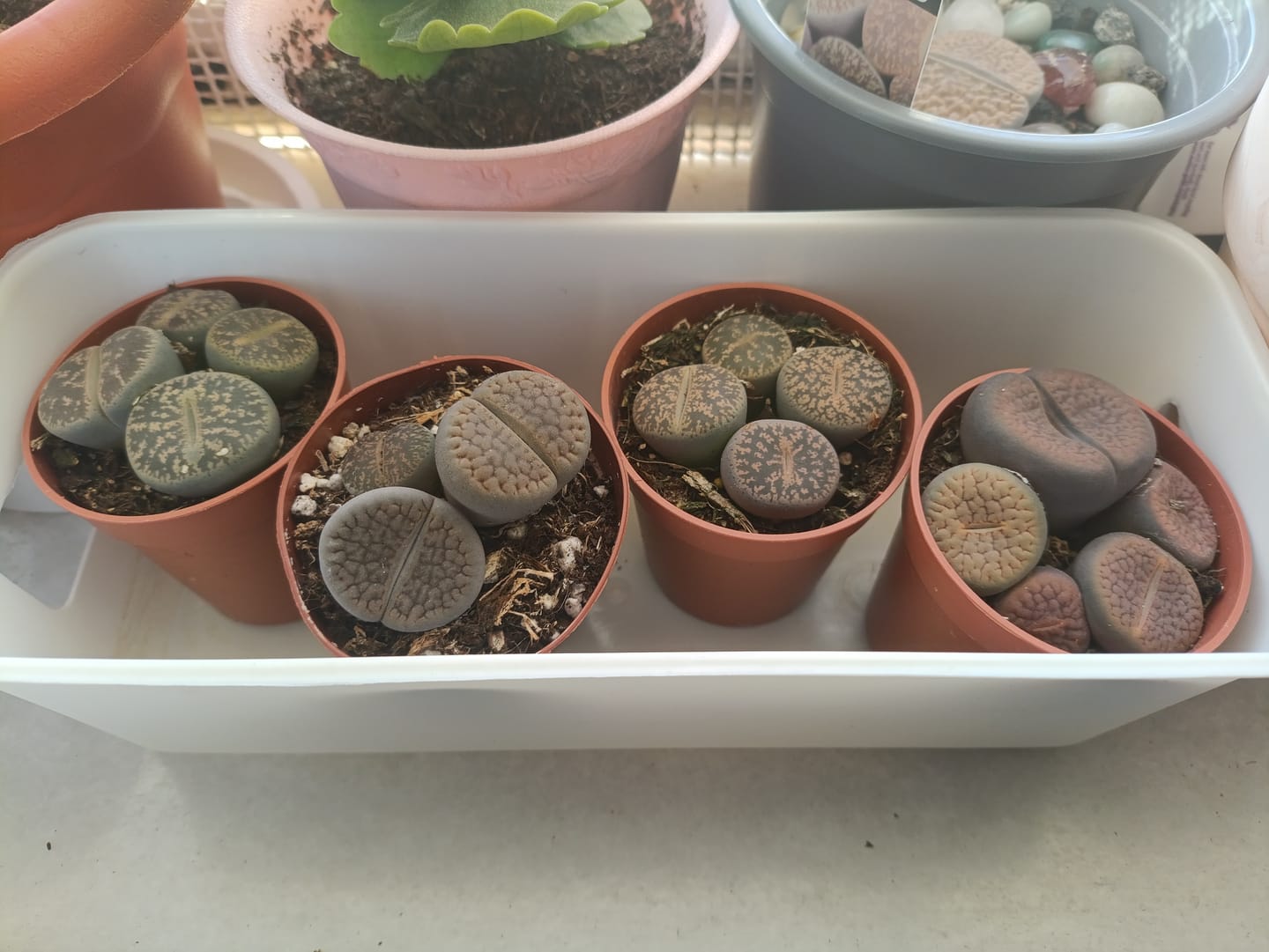 Customer photo review of Lithops seleção mix