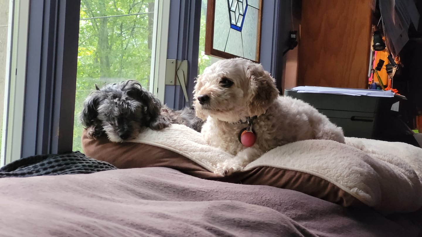 Customer photo review of FurLife™ 12 Months Flea and Tick Free