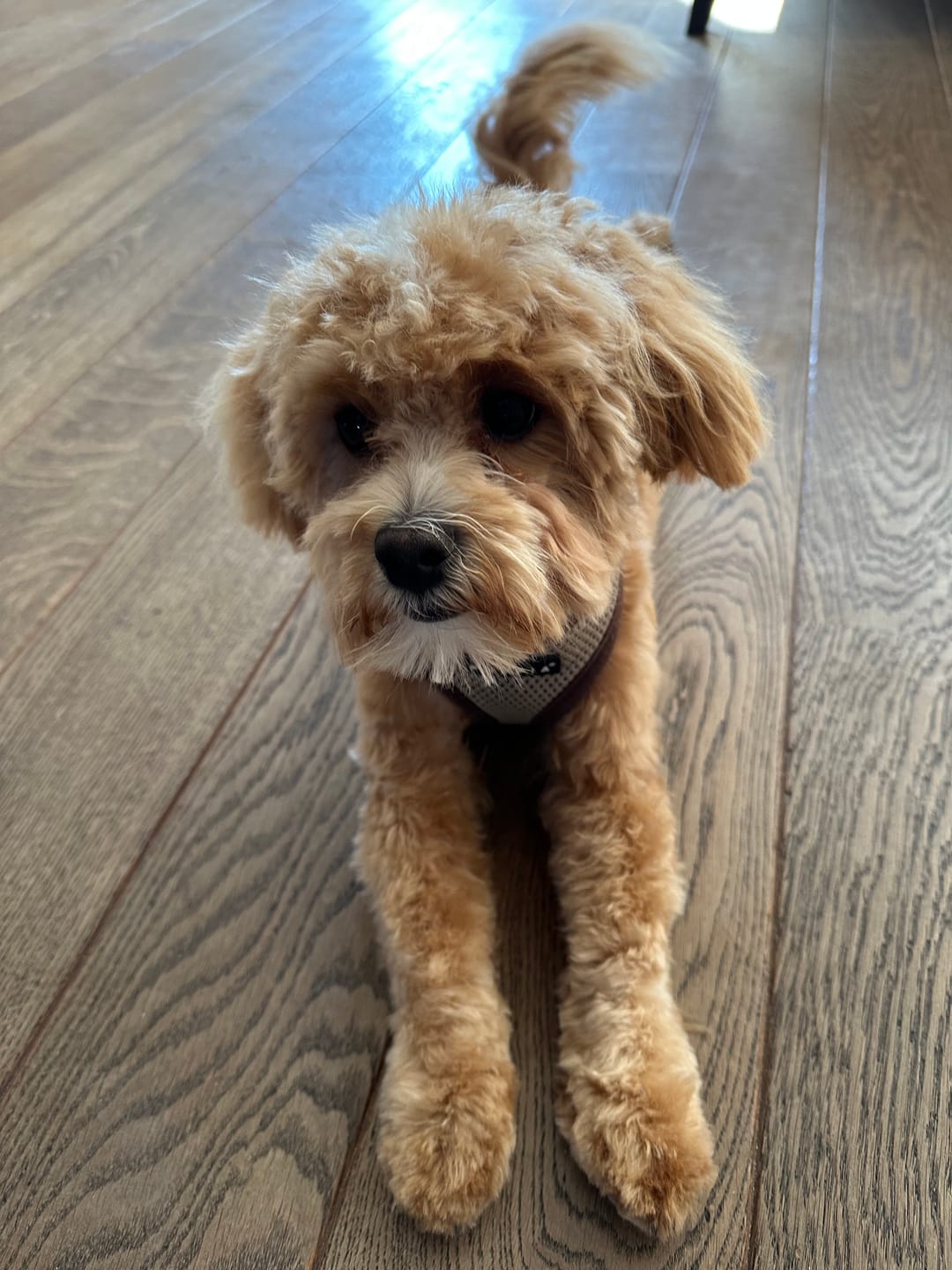 Customer photo review of Barkbuddy Anti-Blaf Apparaat