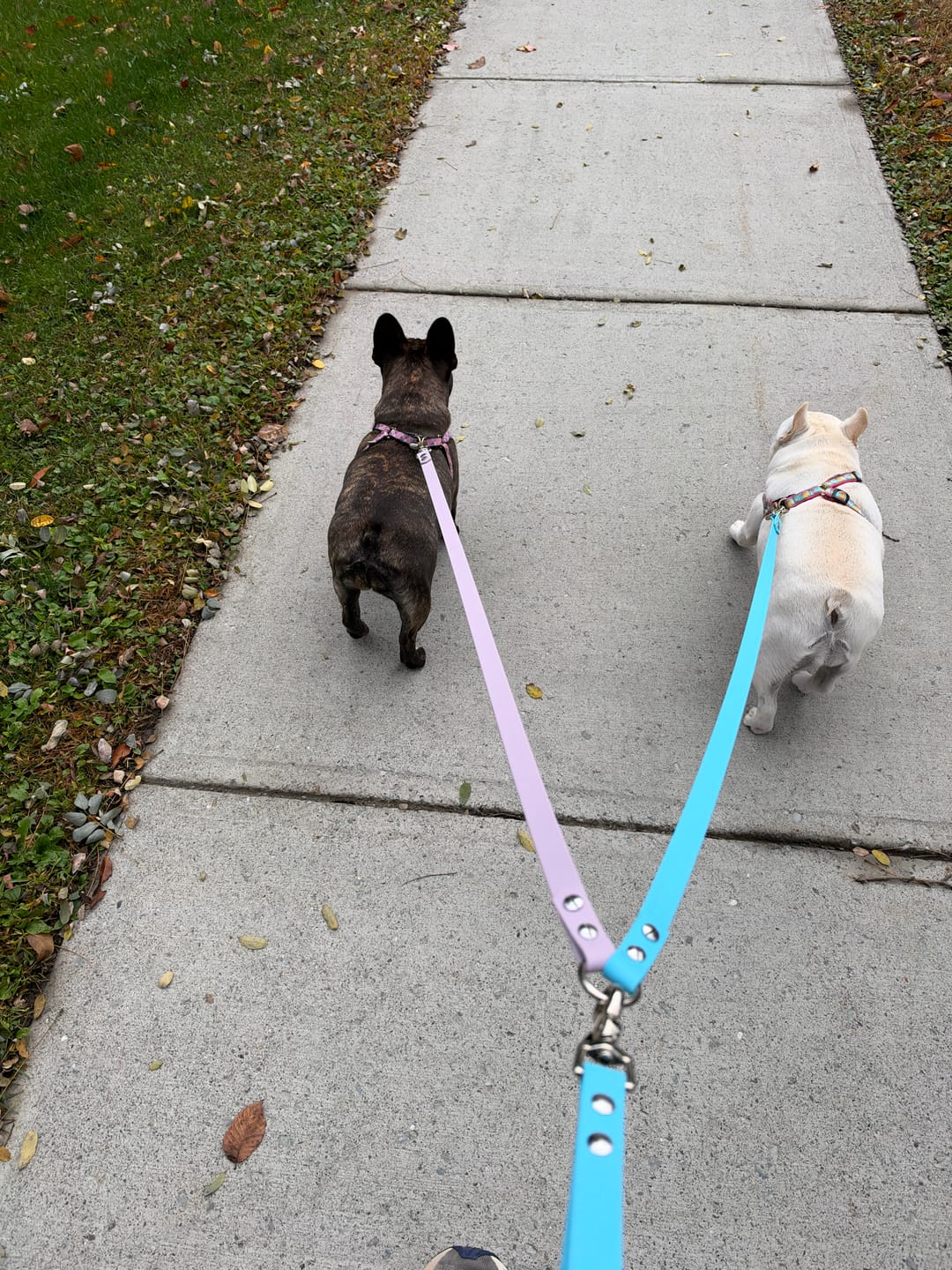 Customer photo review of Waterproof Two Dog Leash / Two Dog Leash Splitter | Built with BioThane®