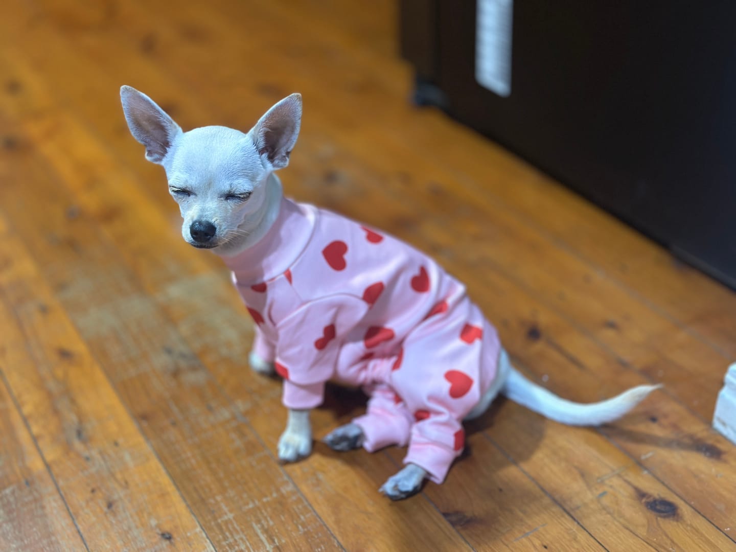 Customer photo review of Dog Christmas Pajama - Candy Cane