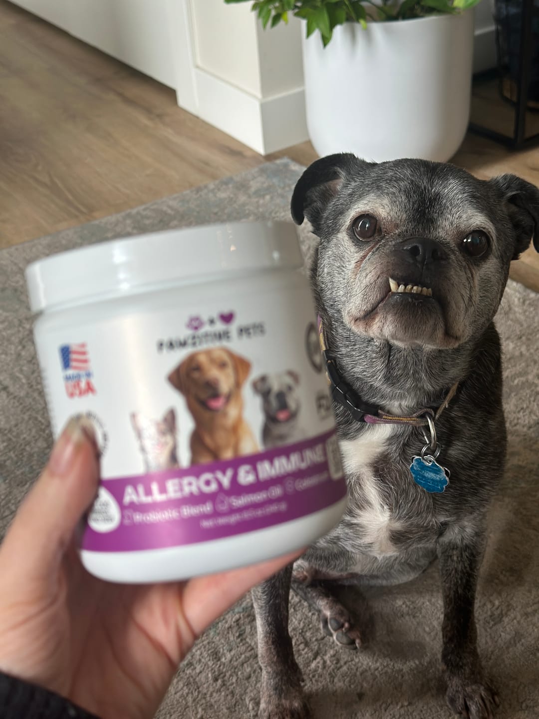 Customer photo review of Dog Allergy Chews for Itchy Skin, Paw Licking & Seasonal Allergies – Immune Support, 120 Soft Chews (Beef Flavor)