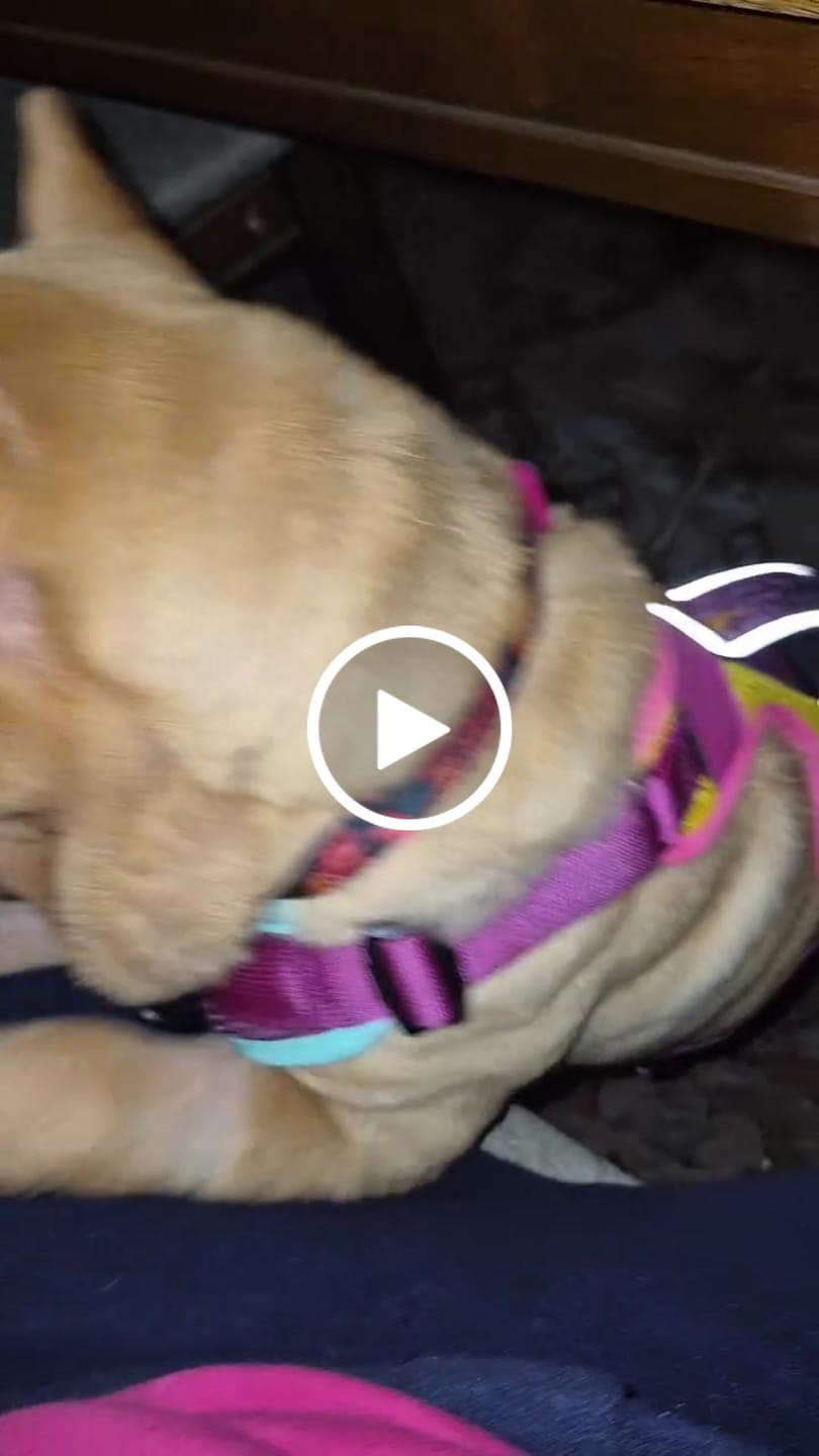 Customer video review of Arnés para perros Puelo — Astromelia