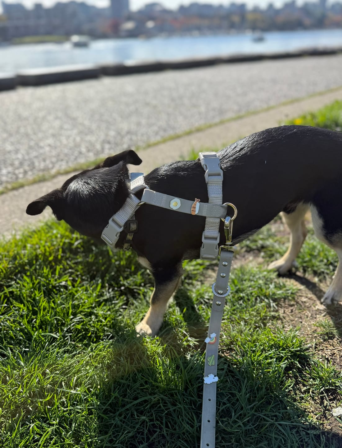 Customer photo review of Moodies Harness