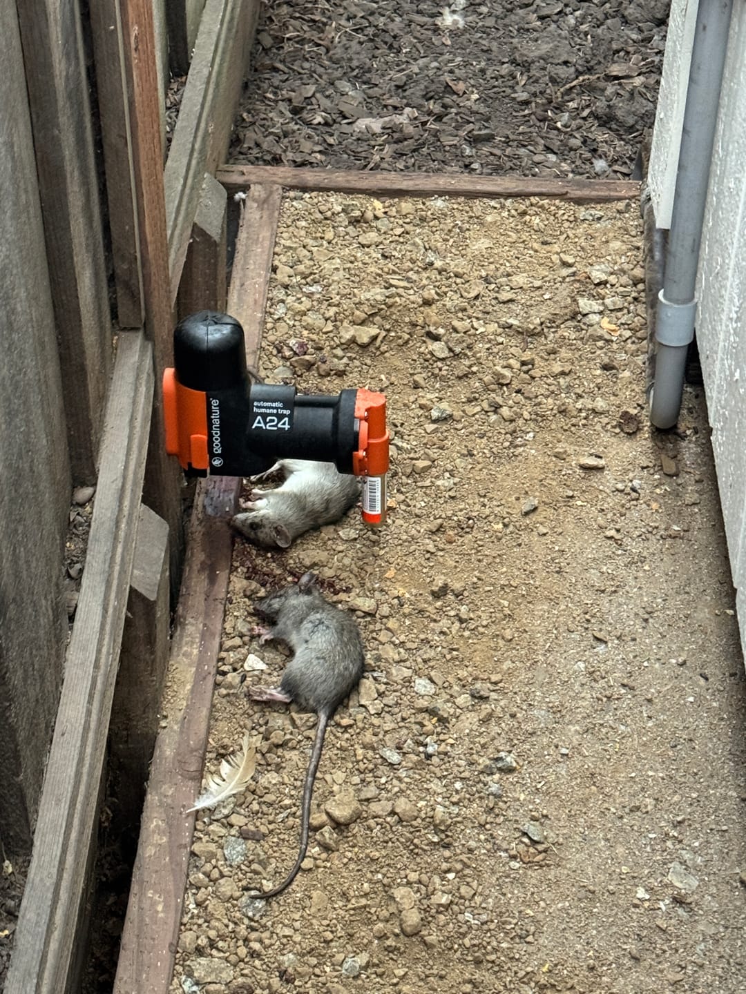 Customer photo review of A24 Starter Trapping Kit