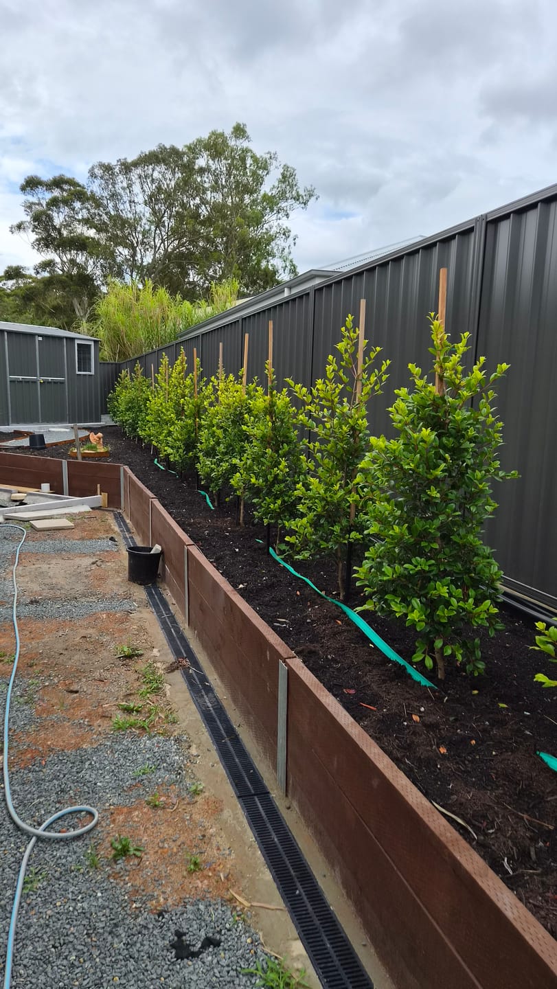 Customer photo review of Lilly Pilly Resilience - Syzygium australe 'Resilience'