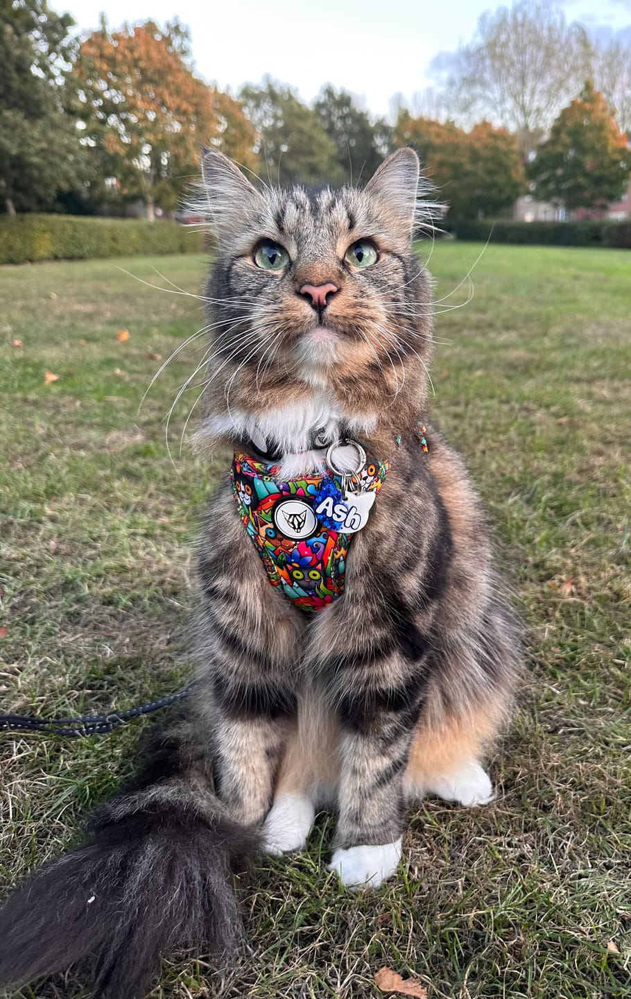 Customer photo review of Crazy Cat Edition - Step In Cat Harness