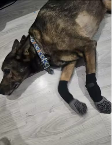 Customer photo review of Anti-Slip Dog Socks for Slippery Floors