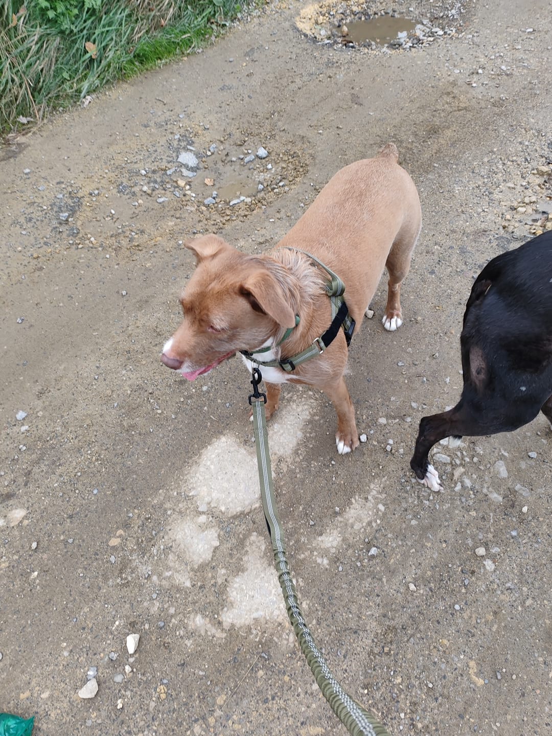 Customer photo review of ParoPet No Pull Dog Harness