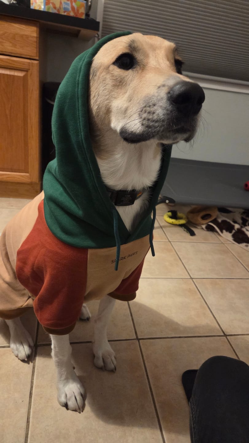 Customer photo review of Ranger Dog Hoodie