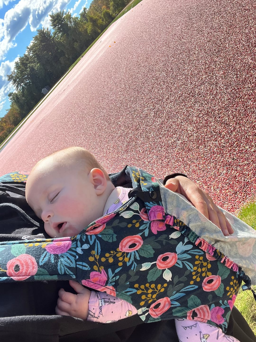 Customer photo review of Happy Baby Original Baby Carrier