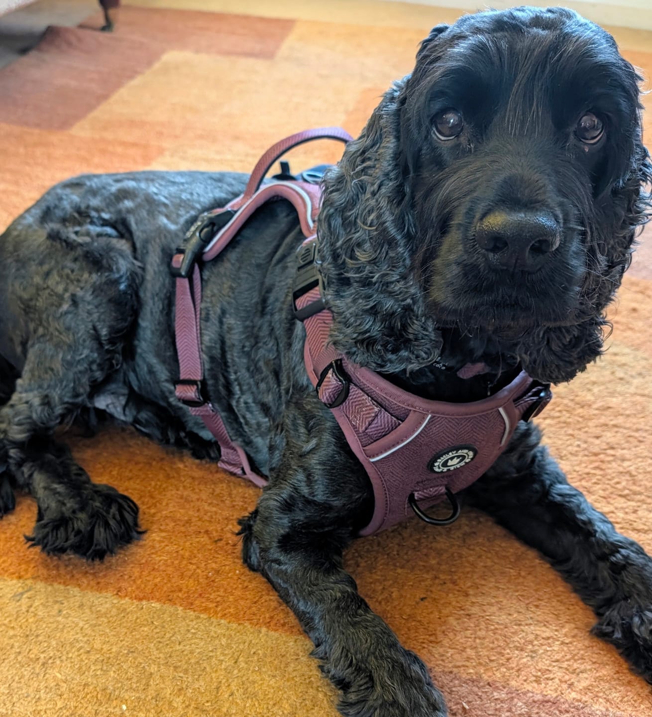 Customer photo review of Trail & Glow® Dog Harness - Mulberry Tweed