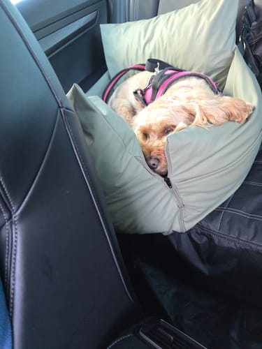 Customer's Dog Dock V2 installed on a car seat with a small dog resting comfortably inside.